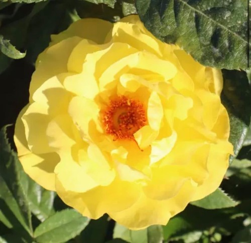 Golden wedding standard - standard, rose