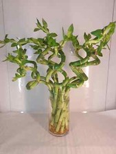Lucky Bamboo , large curly 12
