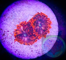 SAF~”WYSIWYG” Utter Chaos