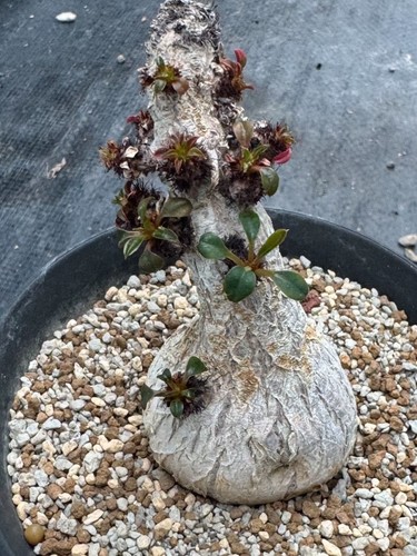 Rare live house plant - live,