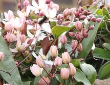 Clematis armandii