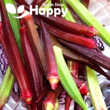 VEGETABLE SEEDS OKRA - 30 SEEDS - OKRA BURGUNDY - CLEMSON SPINELESS Abelmoschus