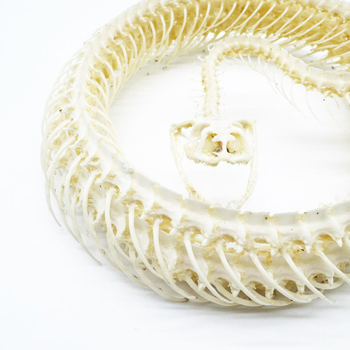 Chinese rat snake - chinese, skeleton