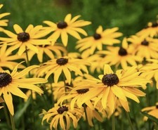 Rudbeckia Hirta Black Eyed