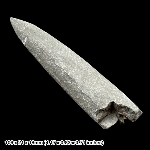 Belemnite fossil jurassic - belemnite,