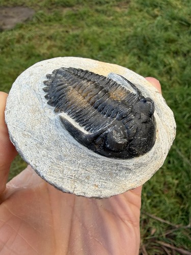 Hollardops trilobite fossil - hollardops,