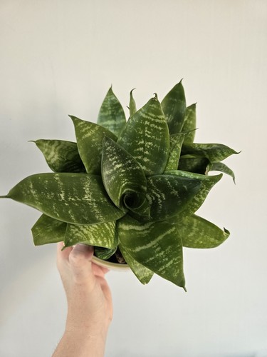 Sansevieria hahnii baby - sansevieria,