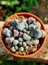 Aloinopsis Schoonesii | Living Stone succulent plant in pot