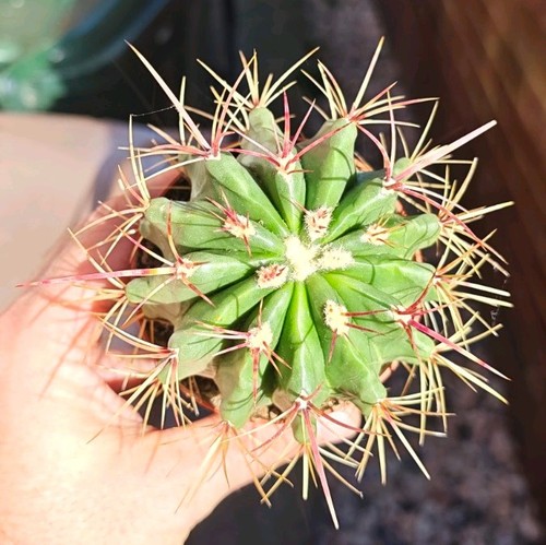 Ferocactus stainesii - ferocactus,