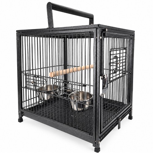 Little friends diplomat parrot - diplomat,