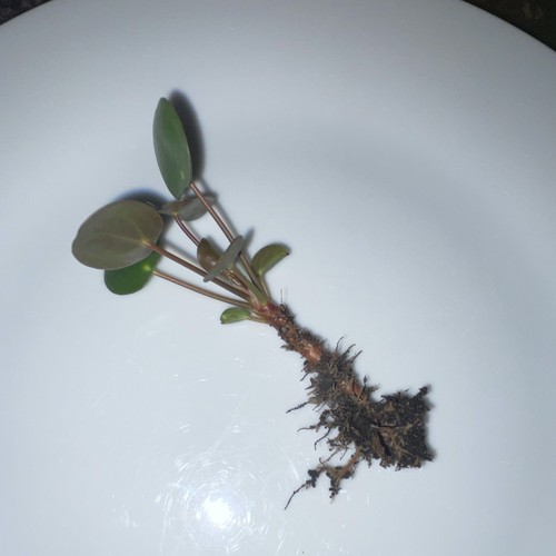 Chinese money plant - bare, root