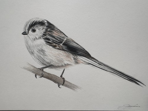 Original long tailed tit - long,