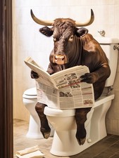 Quirky Angus Bull on Toilet