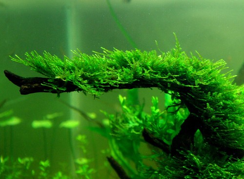 Christmas moss live plant - moss,