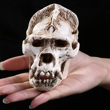 Birthday Gift Orangutan Skull