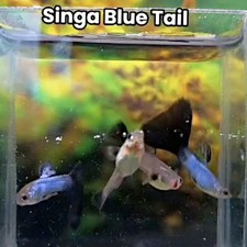 Singa blue tail guppy - blue,