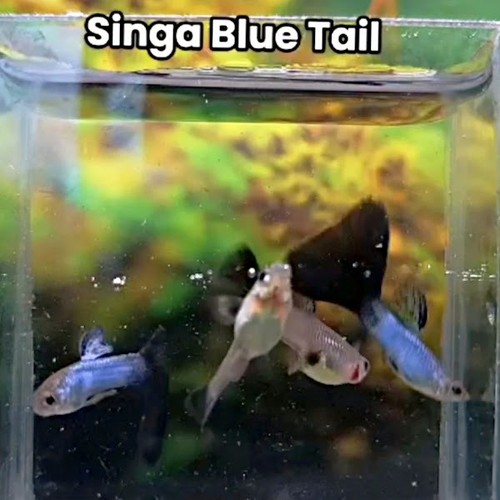 Singa blue tail - singa, guppy