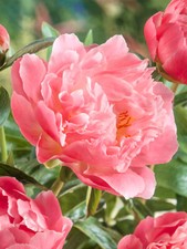 Peony Hawaiian Coral Pink
