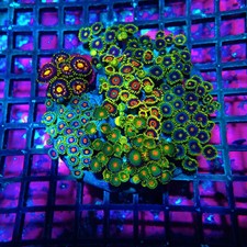 WYSIWYG - Mix Zoas Premium