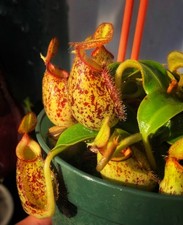 Nepenthes X Hookeriana Live Carnivorous Plant