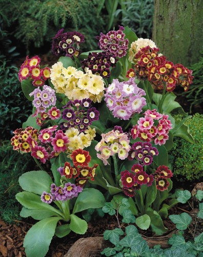 Primula auricula mixed - primula,