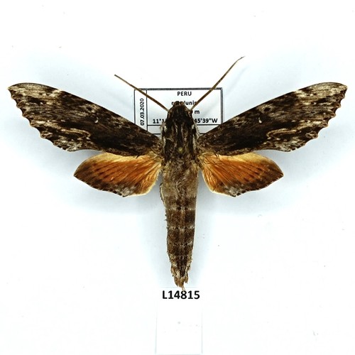 Sphingidae erinnyis oenotrus - sphingidae,,