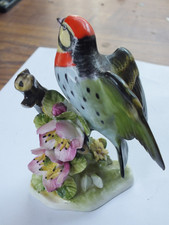 Rare. Royal Adderley Coppersmith Barbet