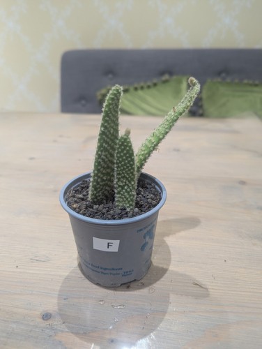 House plant bunny - plant,