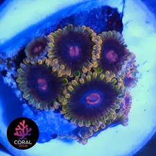 Jedi Mindtrix 8 Head Zoa