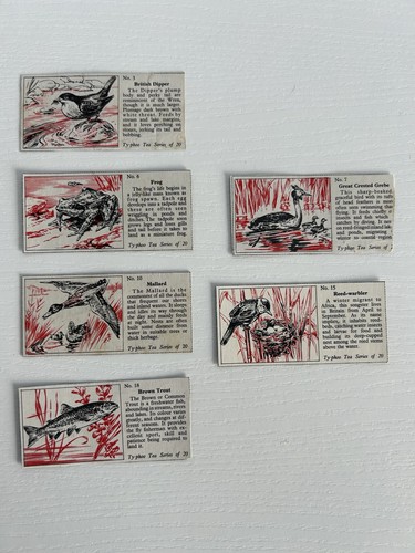 Typhoo tea cards birds - tea, of