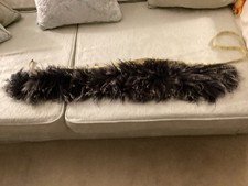 Italian Mongolian Boa