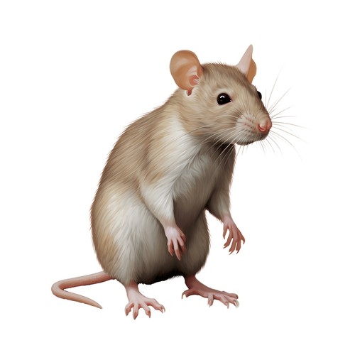 Sticker rat car - rat,