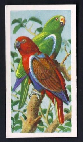 Brooke bond tropical birds - brooke,