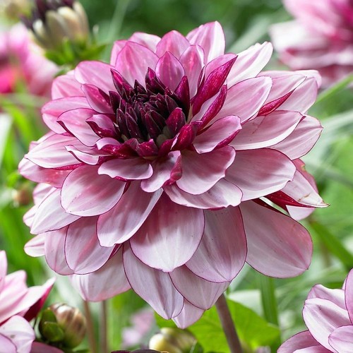 Dahlia decorative crème - dahlia,