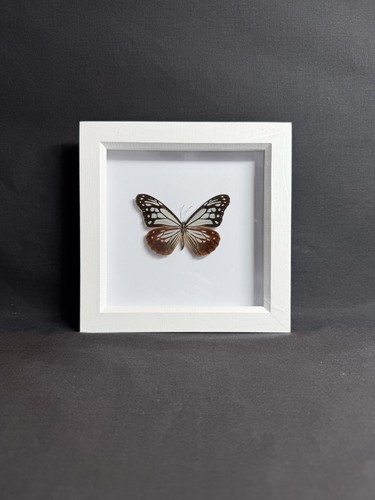 Genuine chestnut tiger framed - tiger,