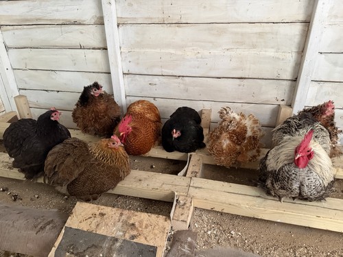 Pekin bantam eggs - bantam,