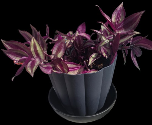 Tradescantia nanouk silver - nanouk, |