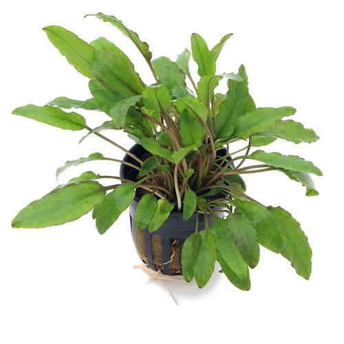 Cryptocoryne wendtii green - wendtii,