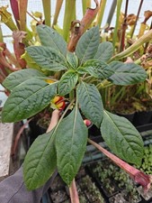 Impatiens niamniamensis Parrot Plant Long Period Flowering Houseplant Pet Safe