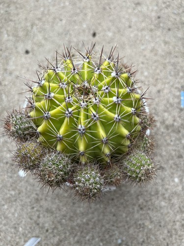 Echinopsis cactus rooted pup - cactus,
