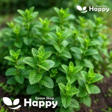 Herb mint - 1200 seeds - Mentha Spicata - Aromatic Mint at Home and Garden