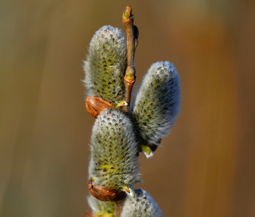Salix alba white willow - alba, |