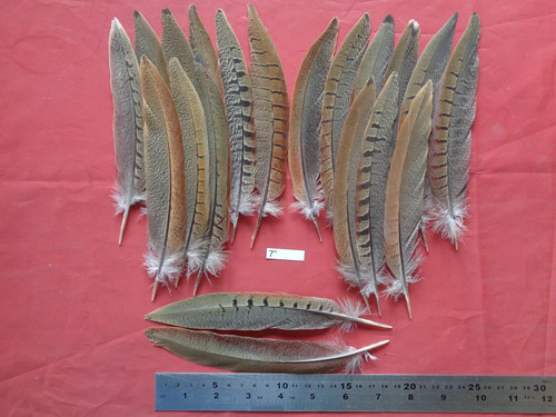 Cock pheasant tail feathers - pheasant,
