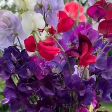 Sweetpea Royal, Plug Plants