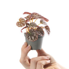 Baby Begonia Rex Chayo Plant Small Tropical Indoor Patterned Houseplant 6cm Pot