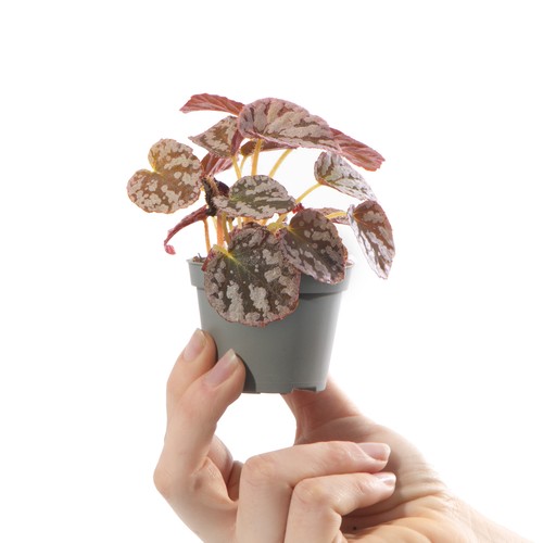 Baby begonia rex - begonia, plant