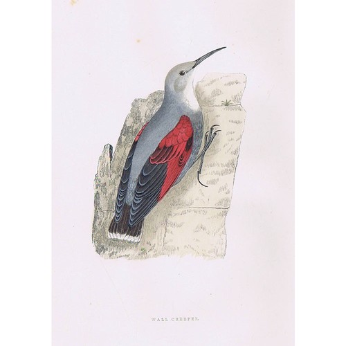 Birds wallcreeper hand - wallcreeper,