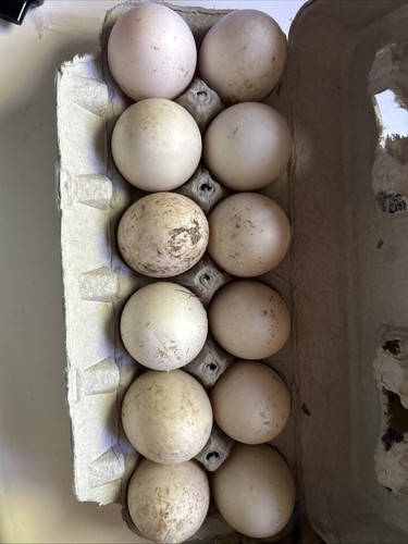 Fertile duck eggs - fertile,