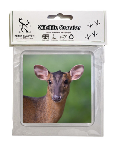 Drink coaster muntjac - muntjac, deer