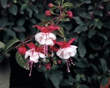 6 plugs NOT MINI Fuchsia Sir